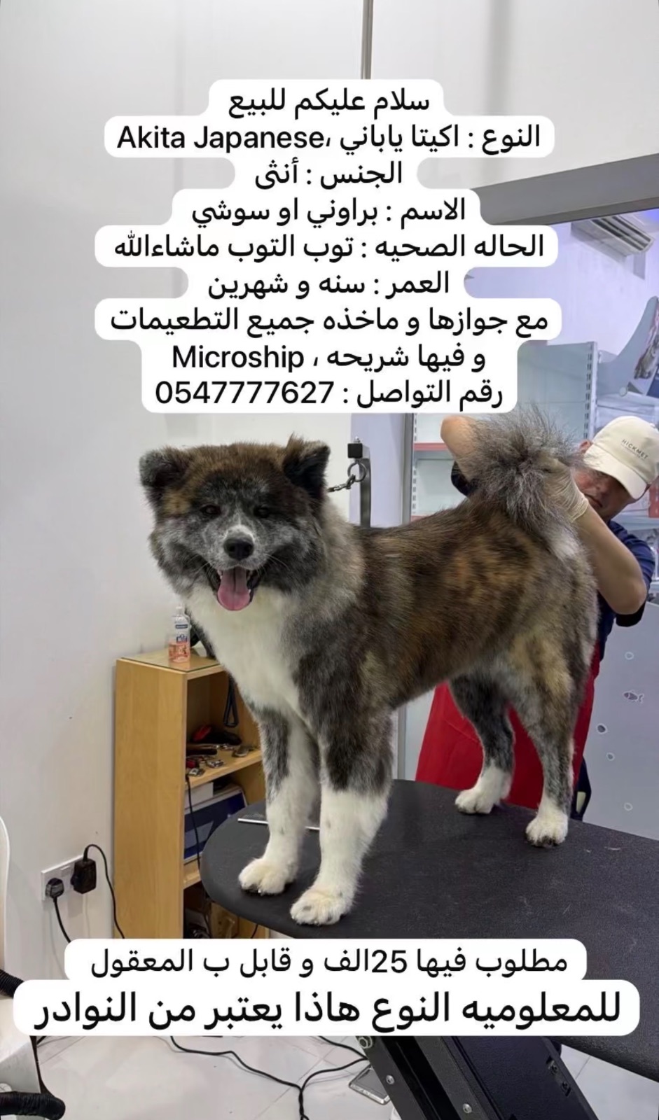 Akita Japanese, النوع l