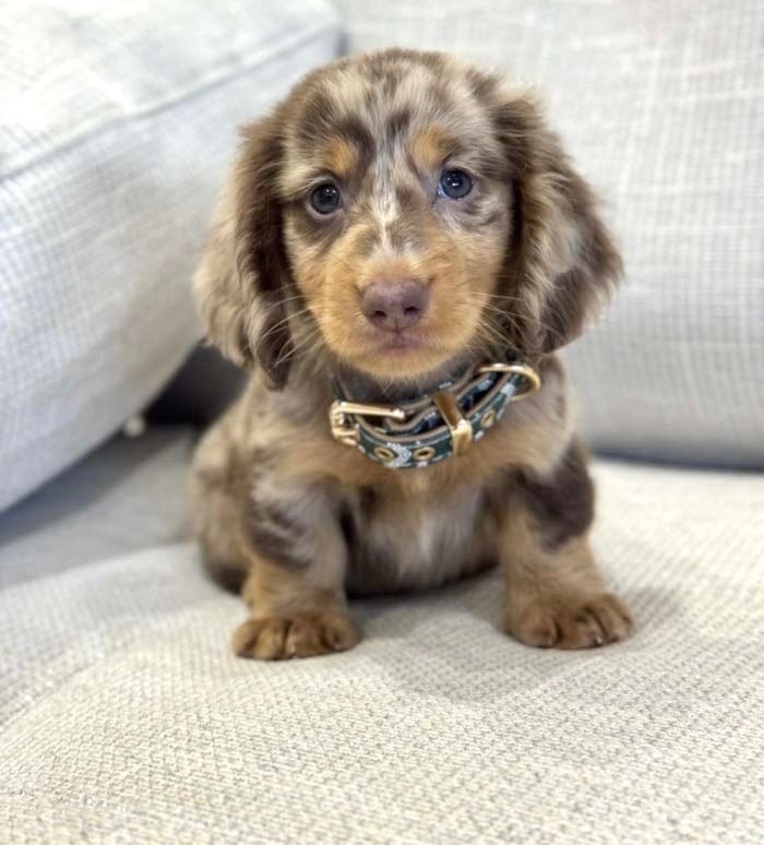 Pure breed puppy looking for a new home