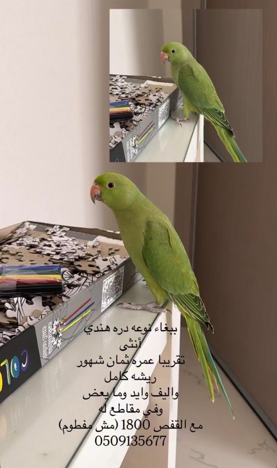 ببغاء نوعه دره هندي