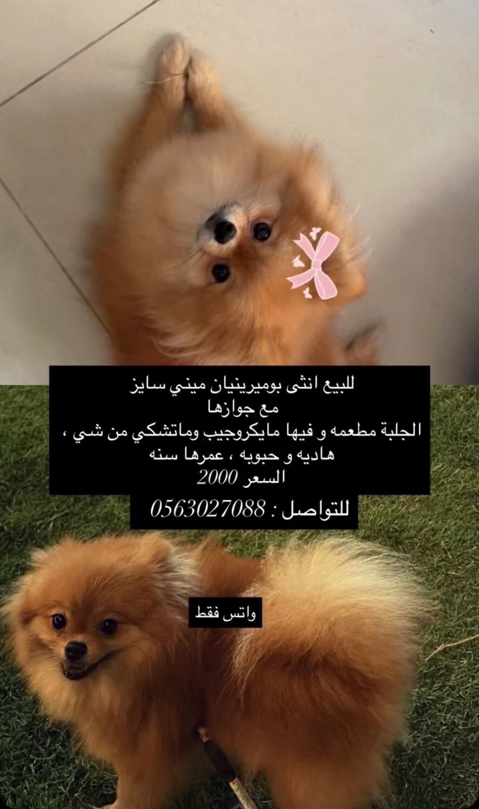 للبيع انثى بوميرينيان