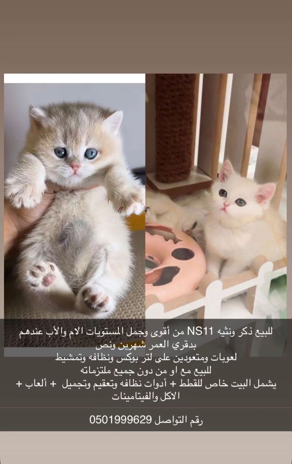 للبيع ذكر ونثيه NS11