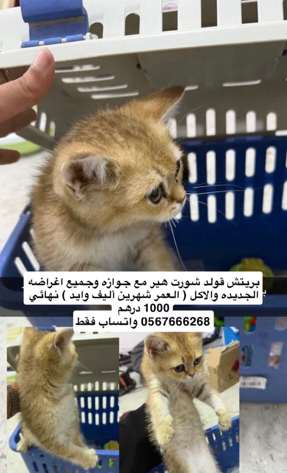 بريتش قولد شورت هير
