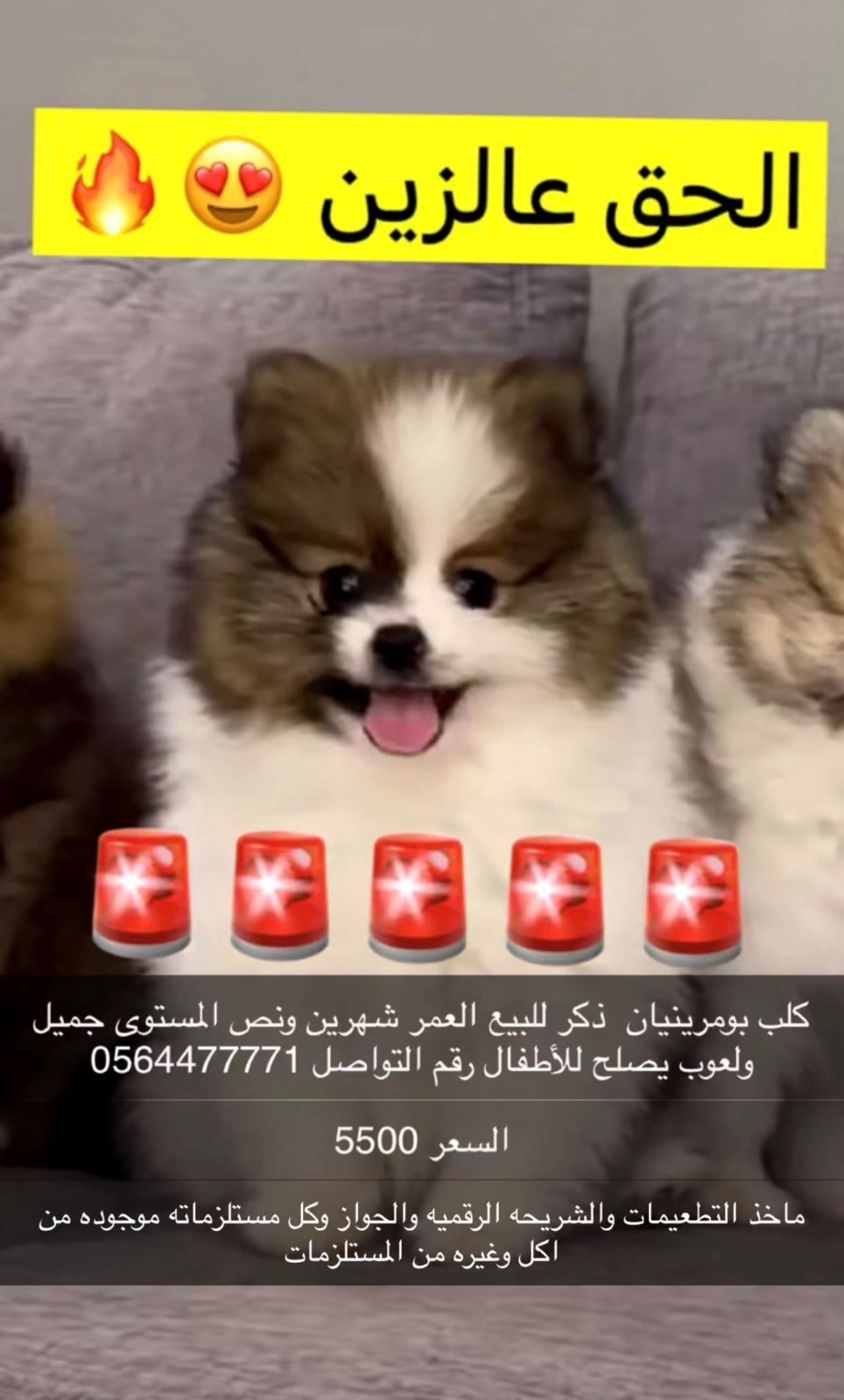 الحق عالزين كلب بومرينيان