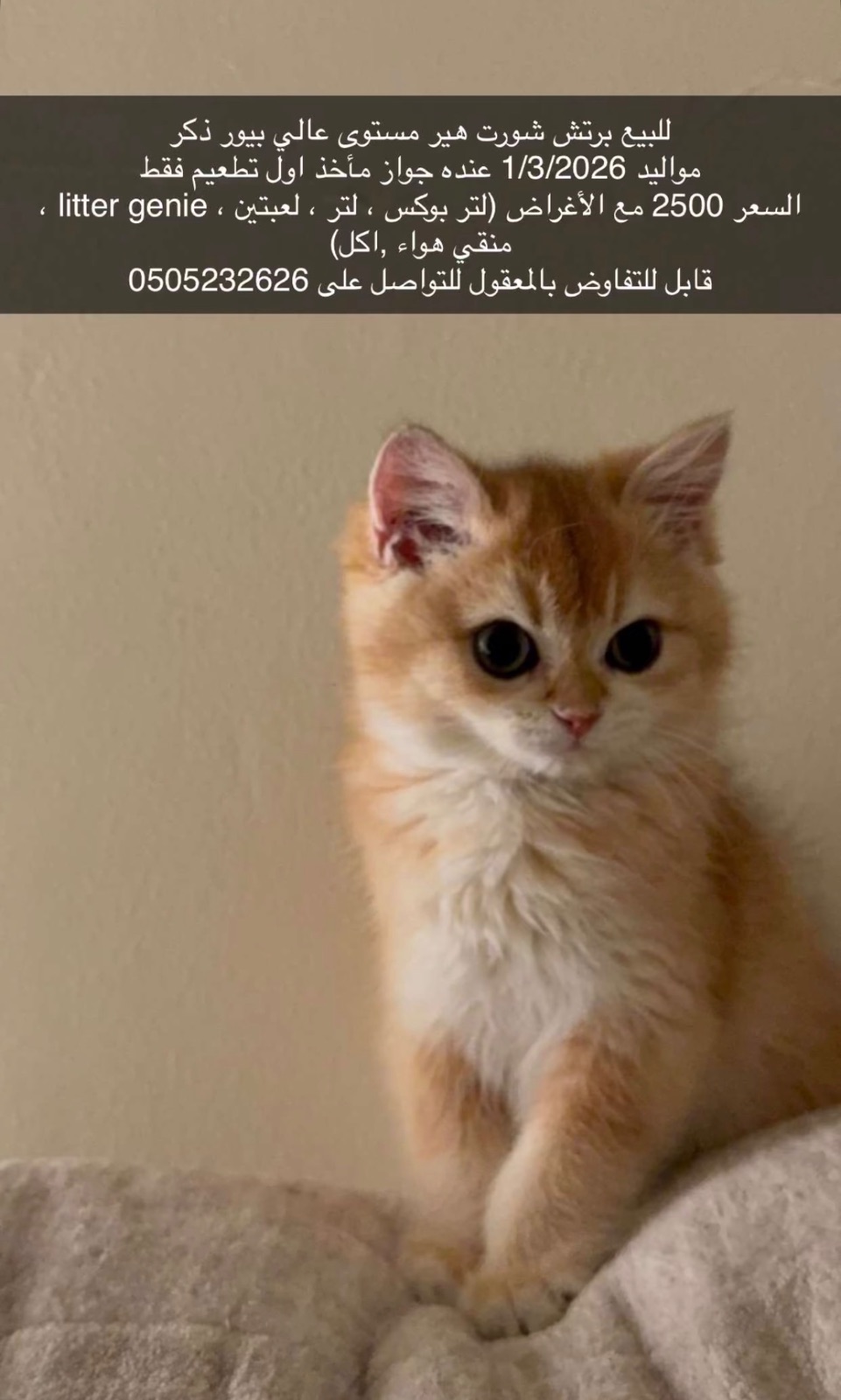للبيع برتش شورت هير