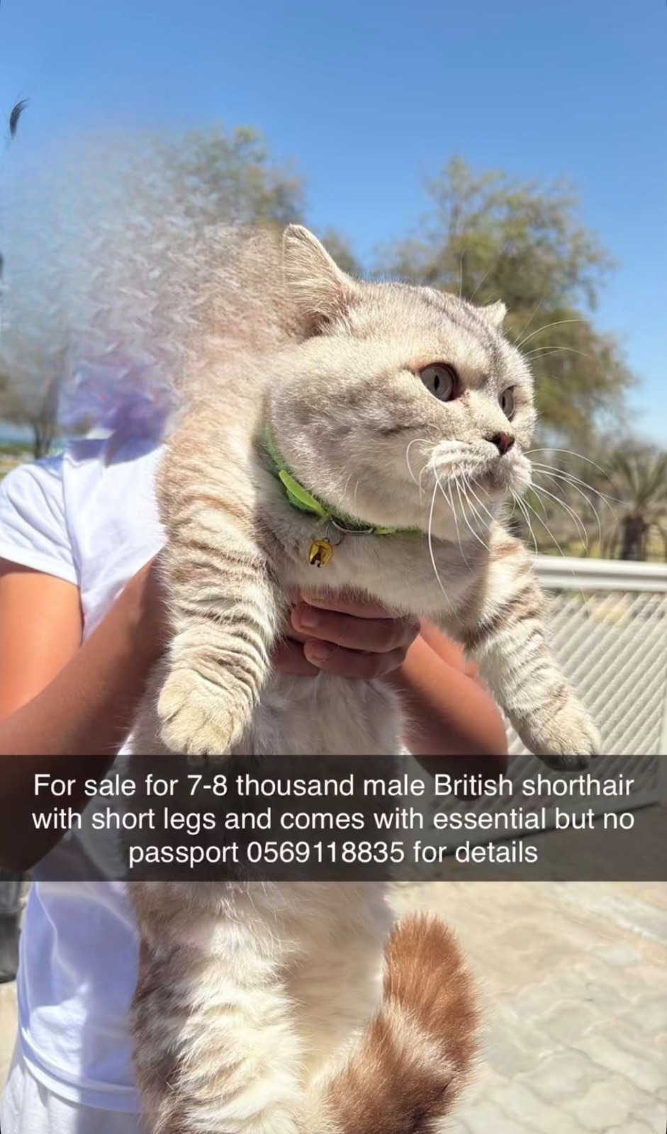 British shorthair