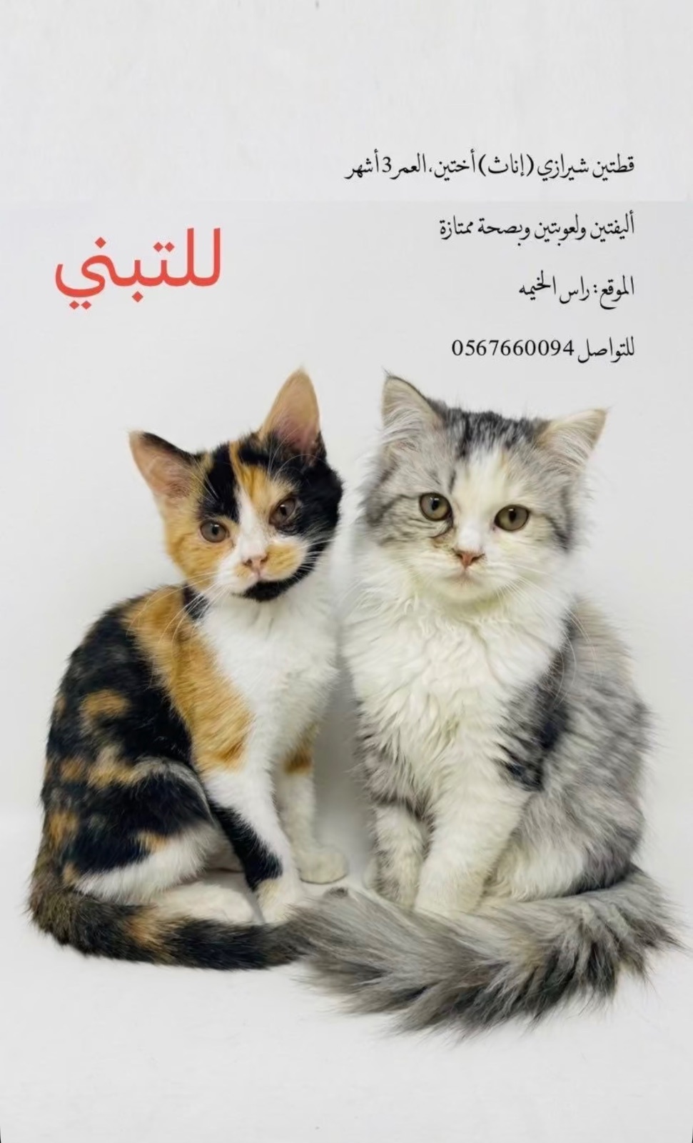 قطتين شيرازي (إناث) أختين