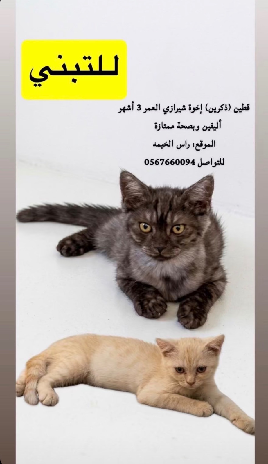 قطين (ذكرين) إخوة شيرازي