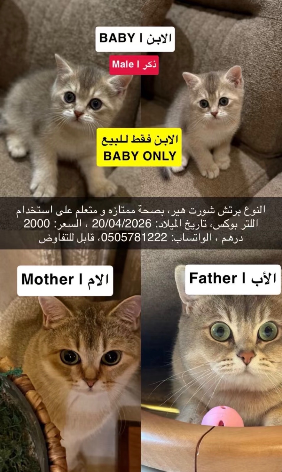 النوع برتش شورت هير