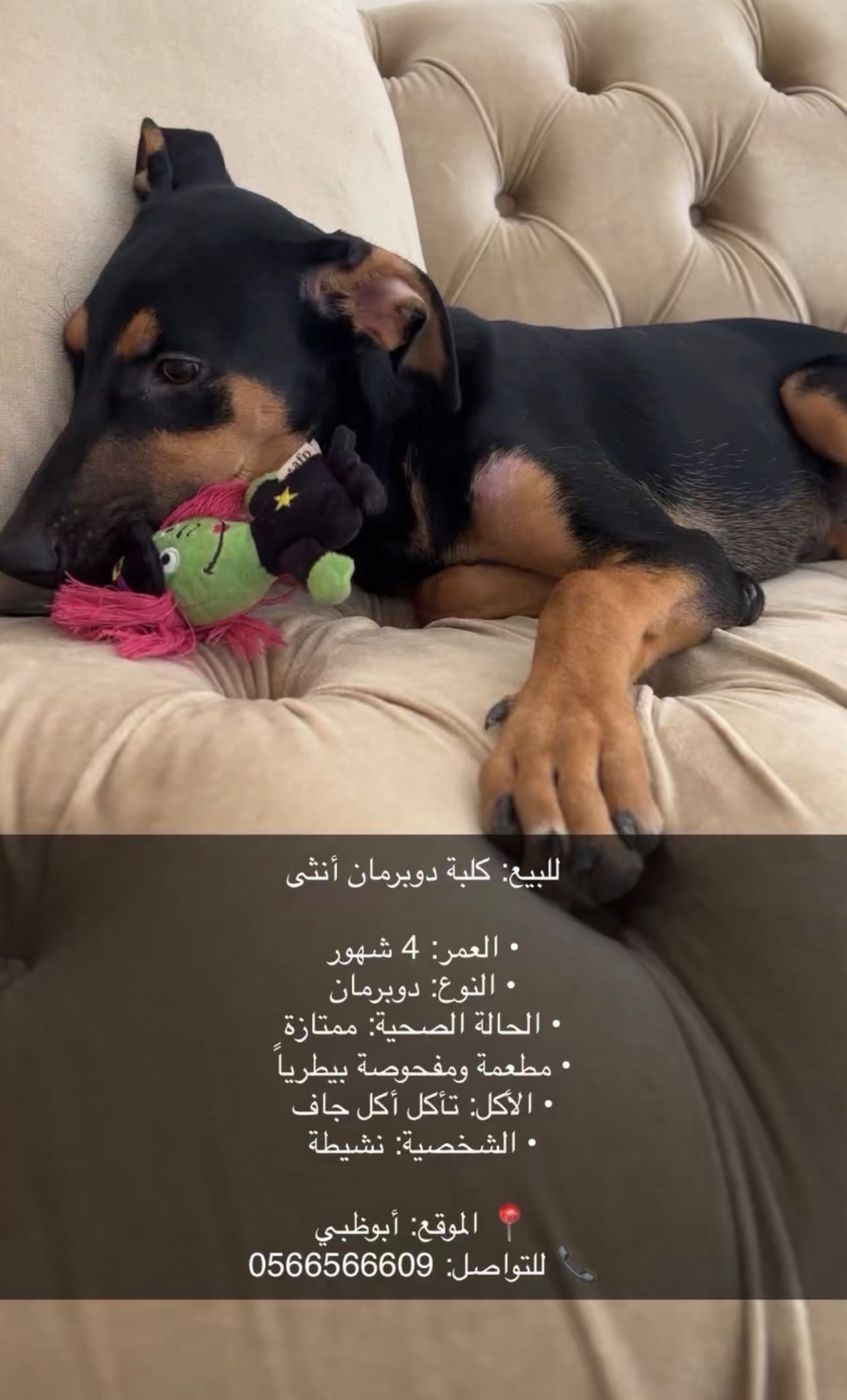كلبة دوبرمان أنثى