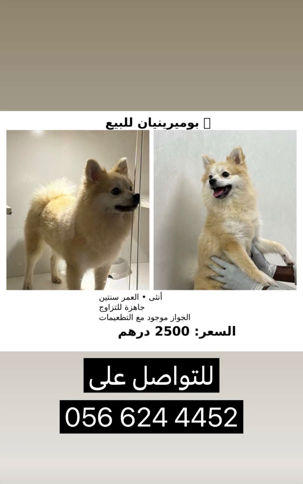 • بوميرينيان للبيع