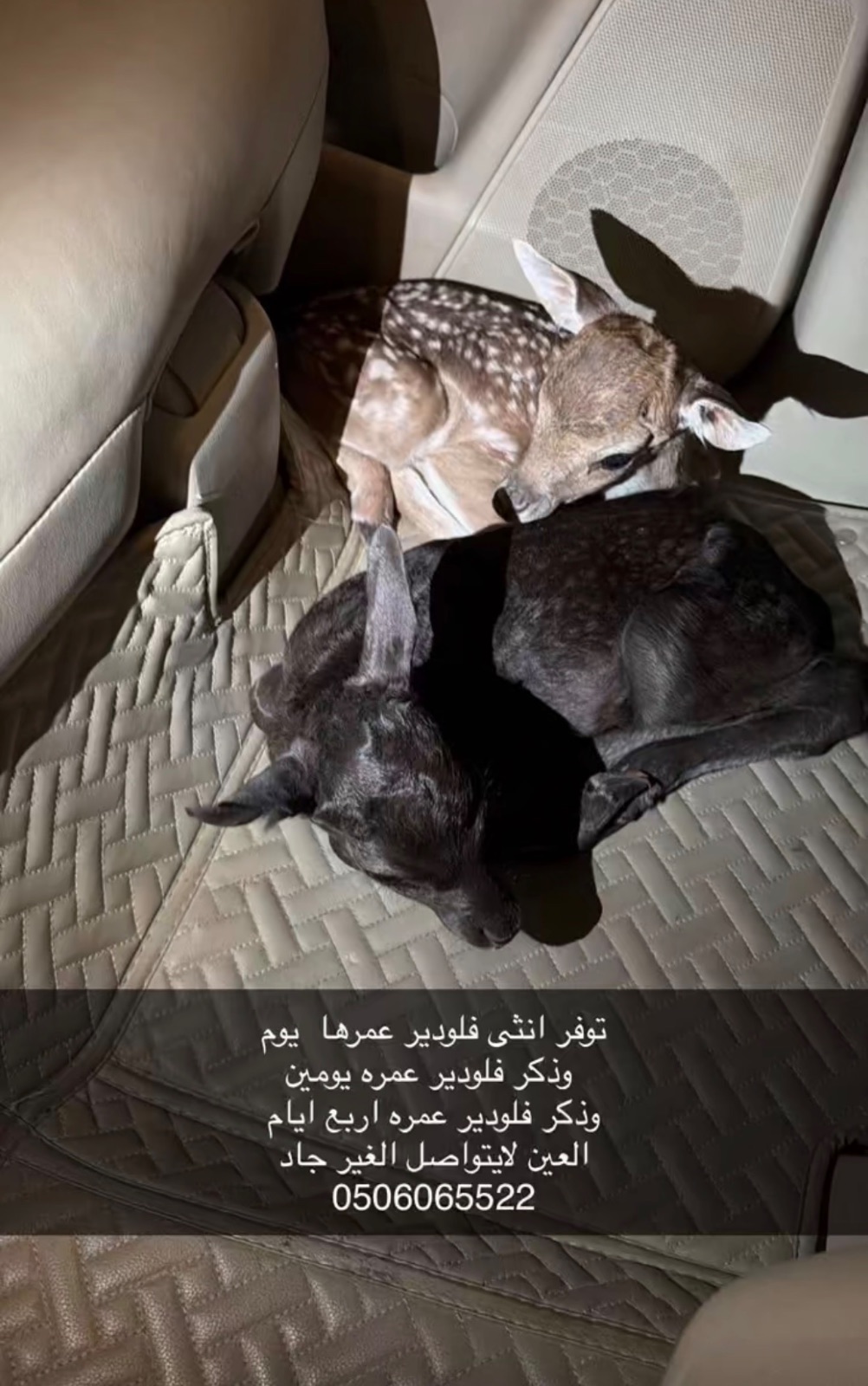 توفر انثى فلودير عمرها يوم