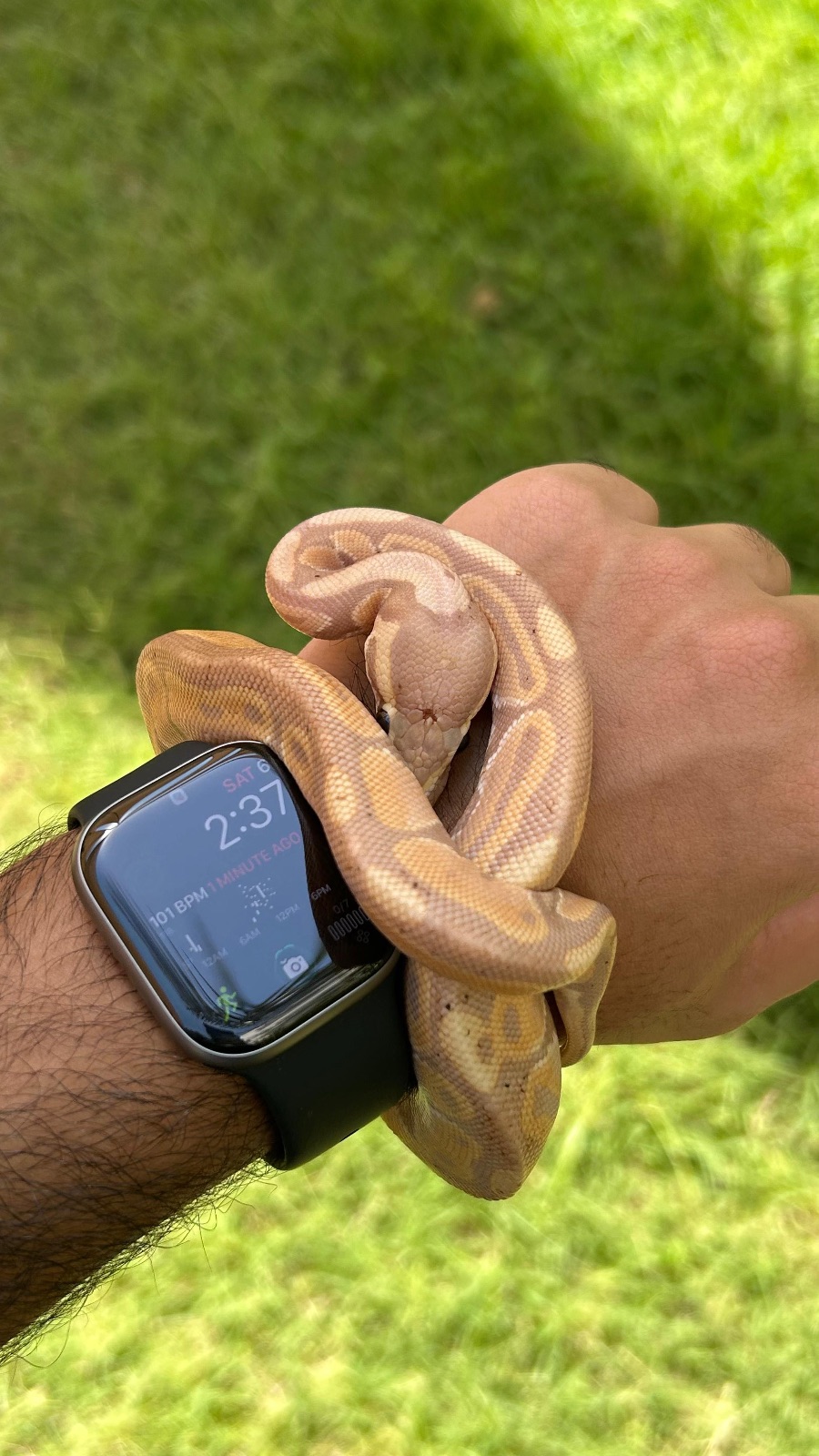 Banana ball python