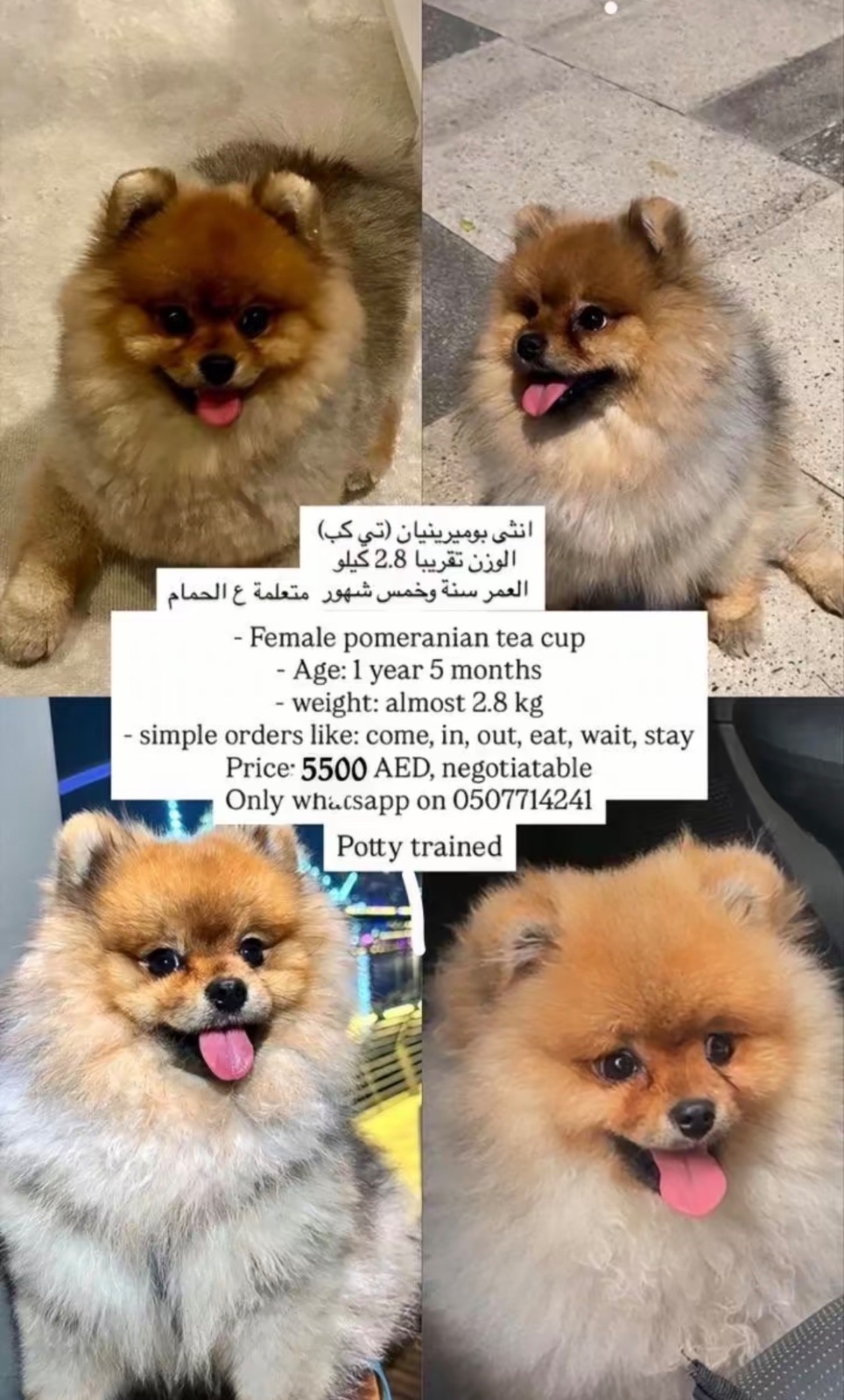 انثى بوميرينيان (تي كب)