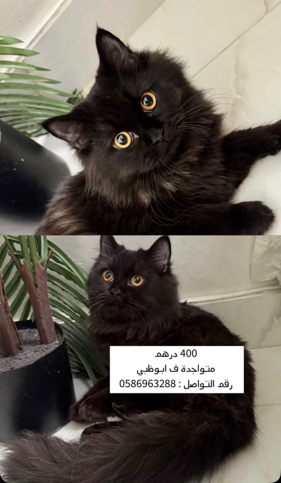 للبيع