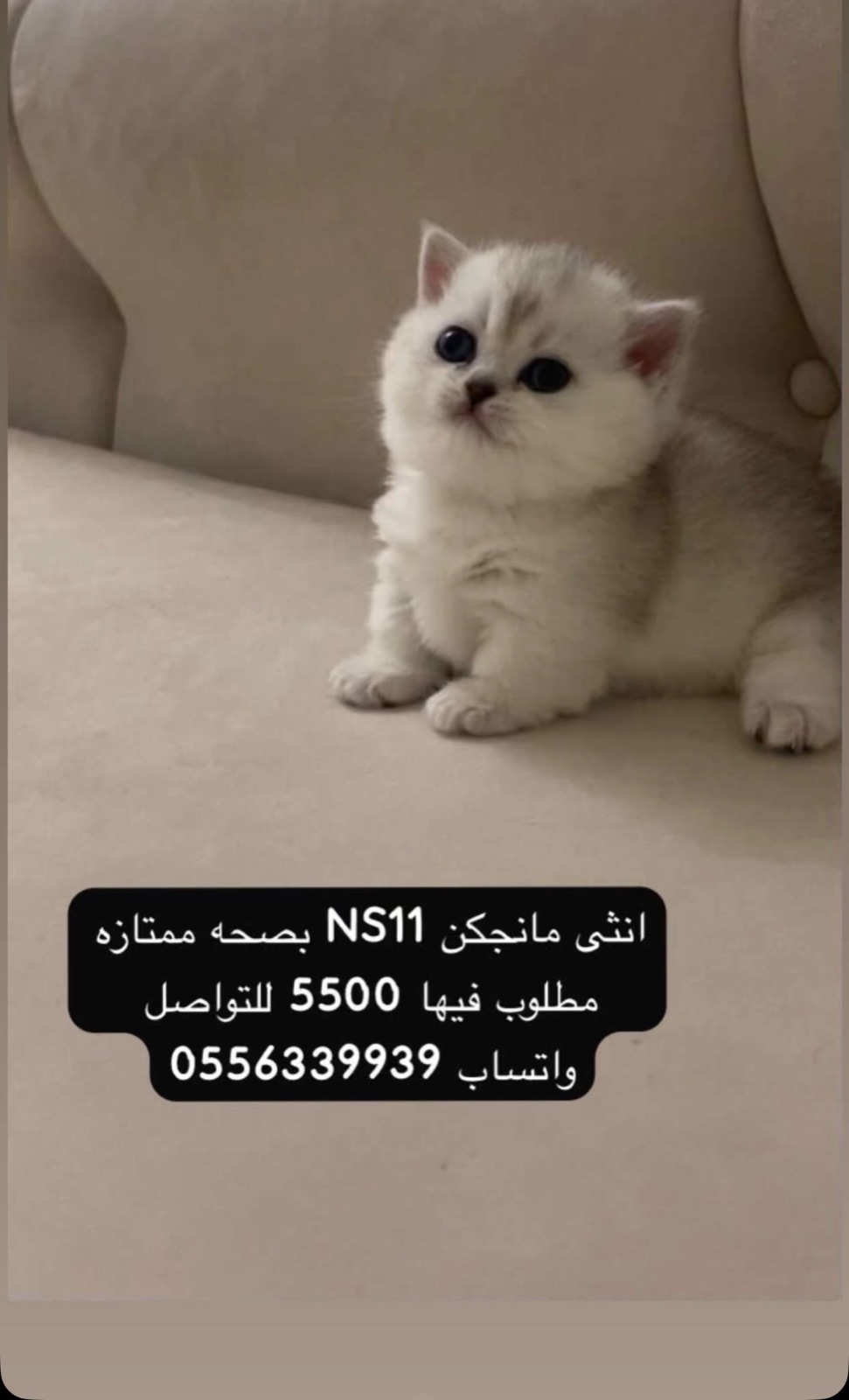 انثى مانجكن NS11 بصحه ممتازه
