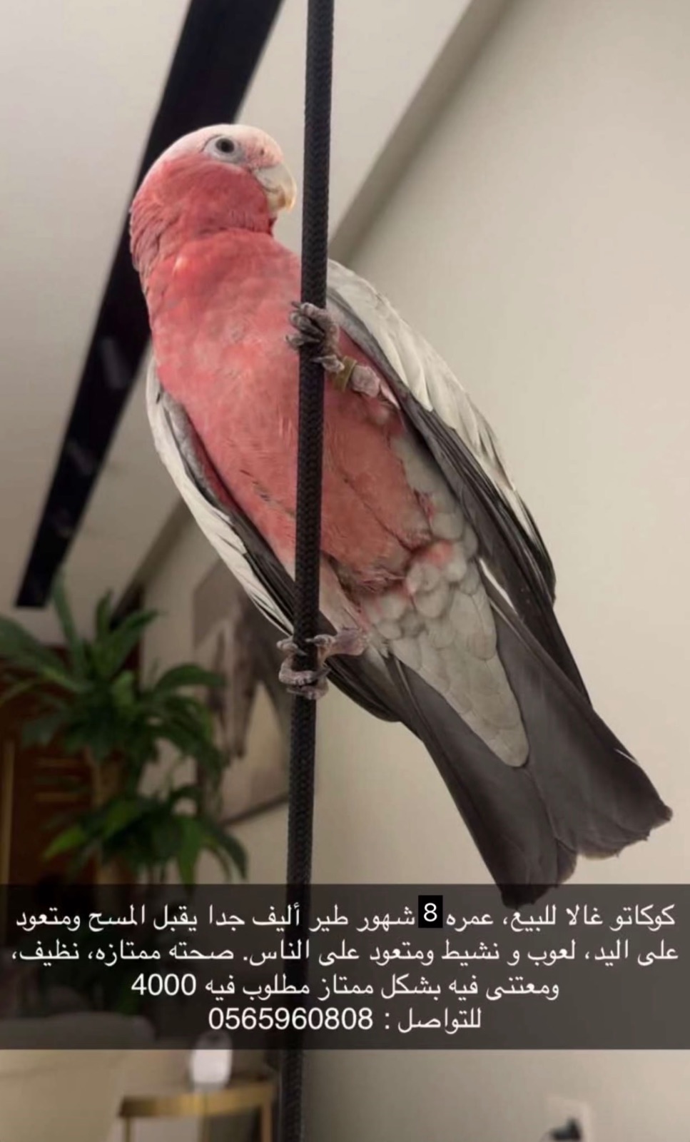 كوكاتو غالا للبيع