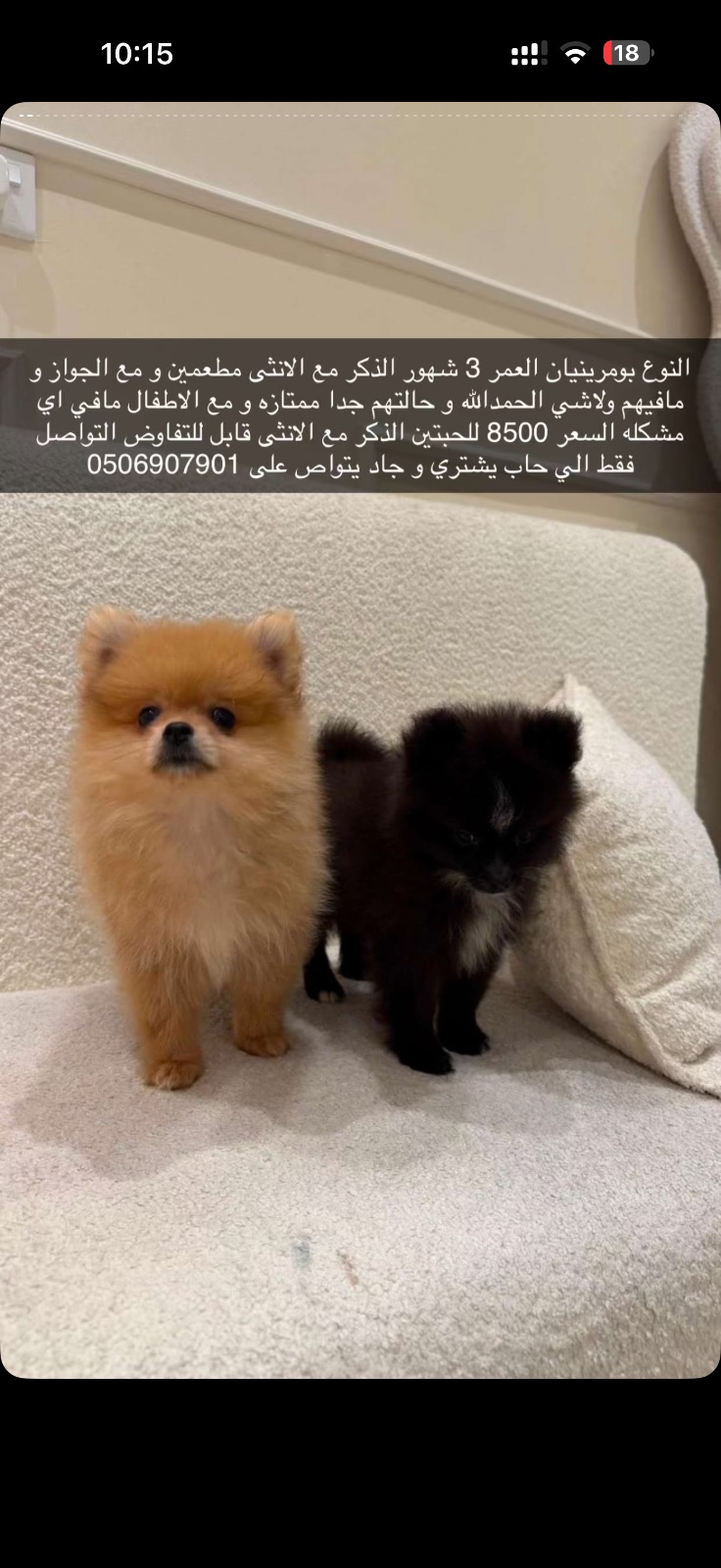 بومرينيان