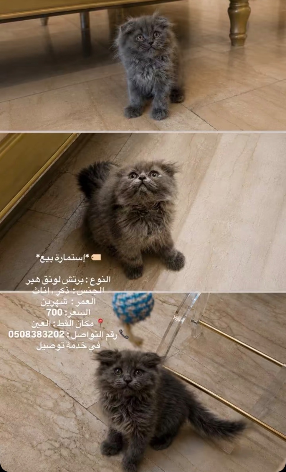 برتش لونق هير