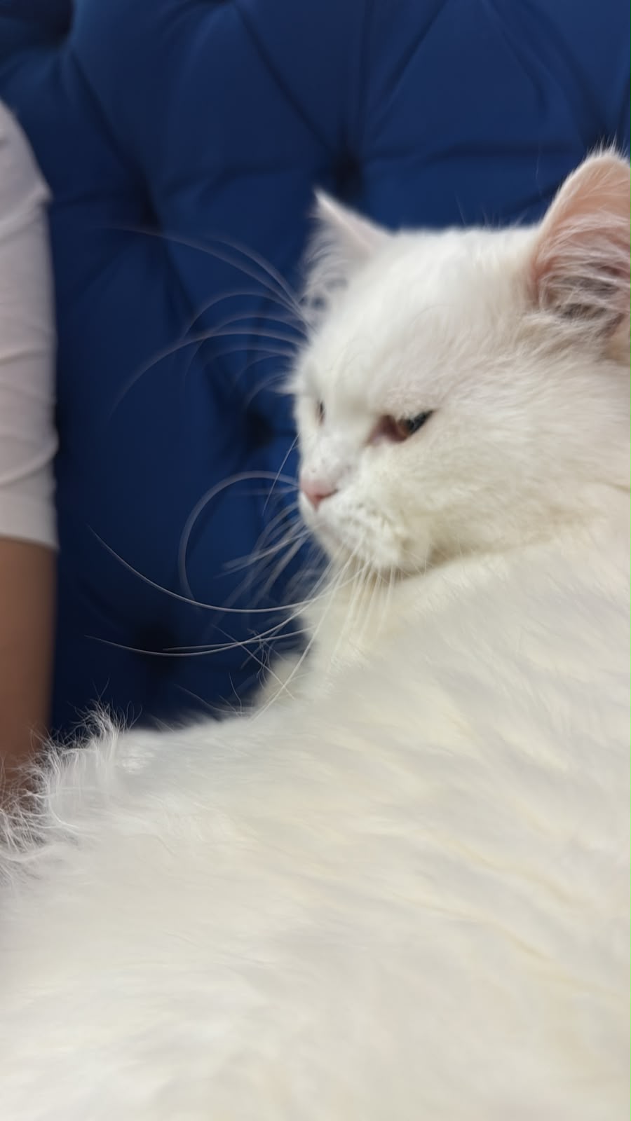 🐱🤍 للبيع القط الجميل «سكر» 🤍🐱 Persian in Ajman
